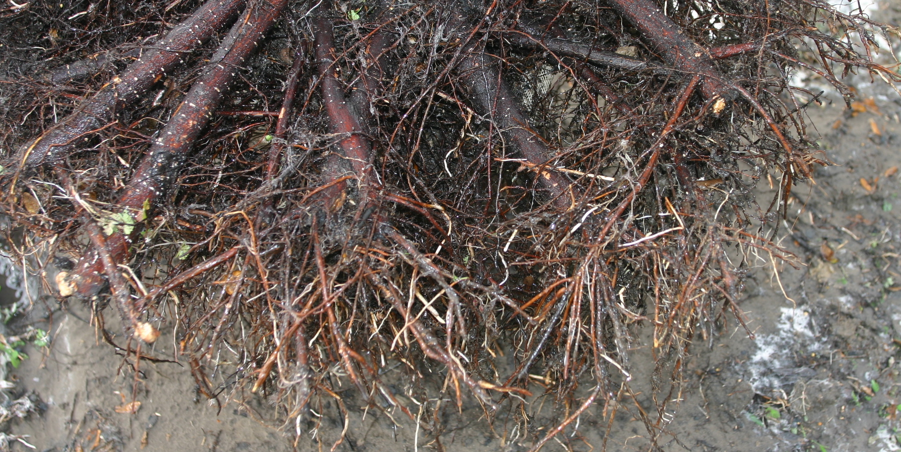 root-pruned-closeup1
